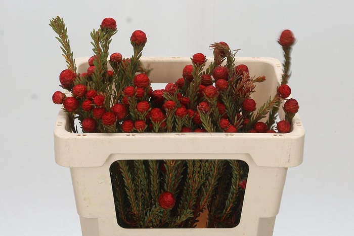 <h4>Kaaps Groen Tortum Red</h4>