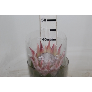 PROTEA CYNAROIDE