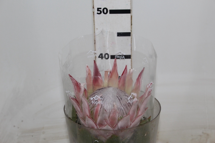 <h4>PROTEA CYNAROIDE</h4>