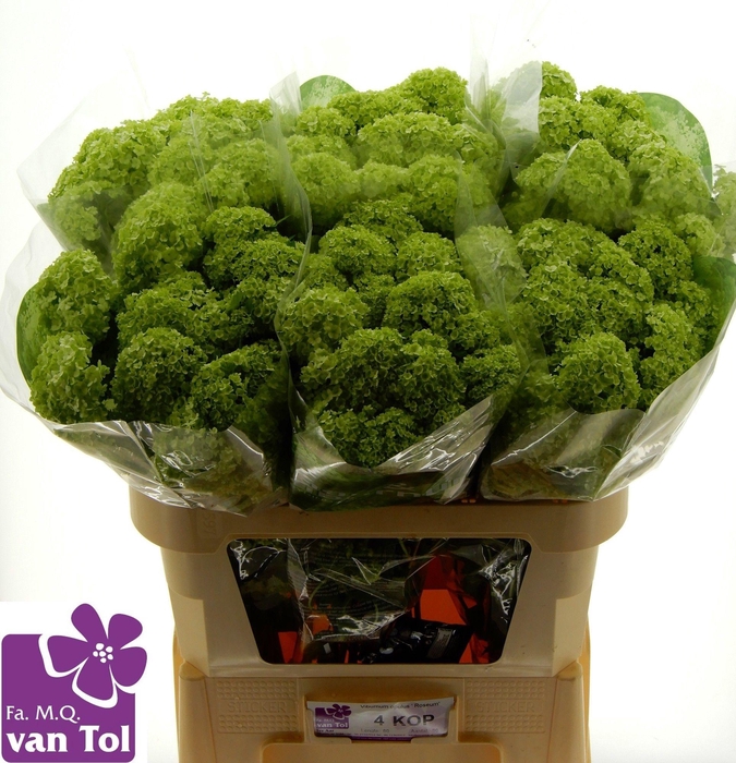 <h4>VIBURNUM ROSEUM ST</h4>