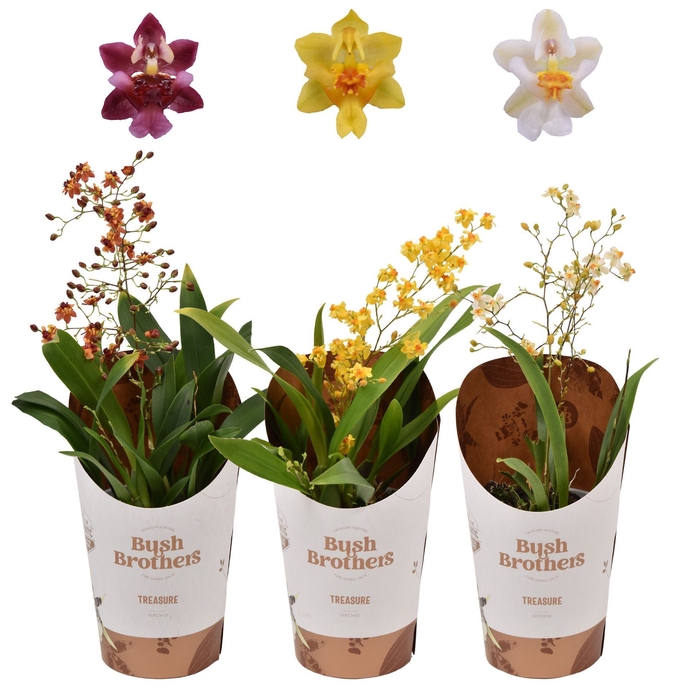 <h4>Oncidium</h4>