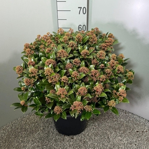 Skimmia japonica 'Pink Dwarf'