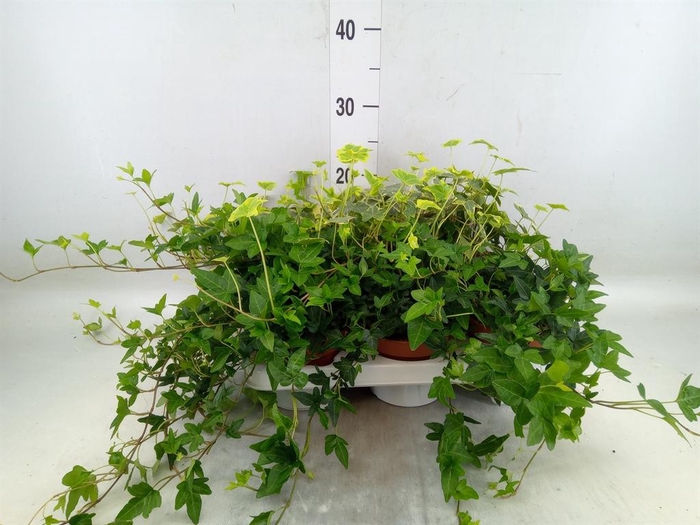 <h4>Hedera   ...mix</h4>