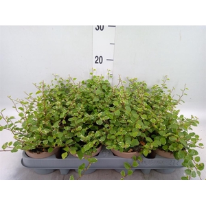 Ficus pumila 'White Sunny'