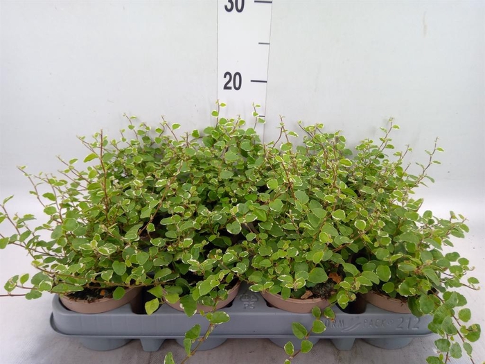 <h4>Ficus pumila 'White Sunny'</h4>