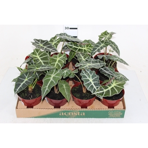 ALOCASIA POLLY P12