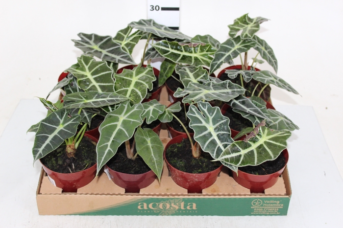 ALOCASIA POLLY P12