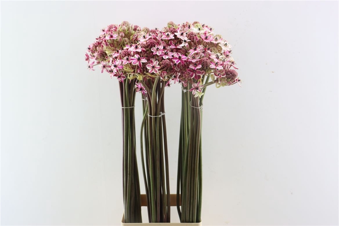 <h4>Ornit Saundersiae Rood Opgetrokken</h4>