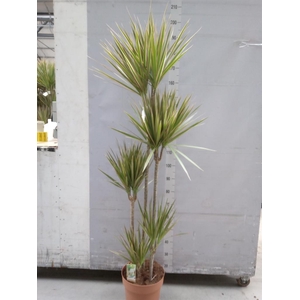 Dracaena marg. 'Bicolor'