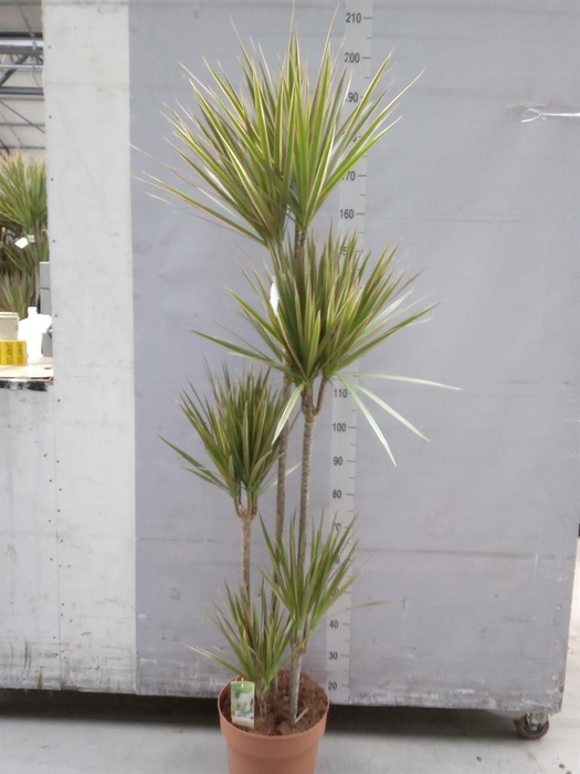 <h4>Dracaena marg. 'Bicolor'</h4>