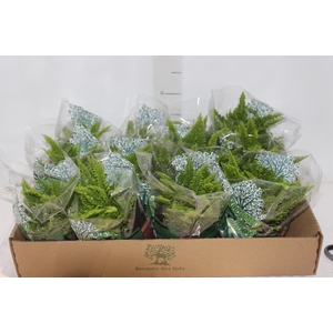 SAMAMBAIA HAVAIANA MINI C13