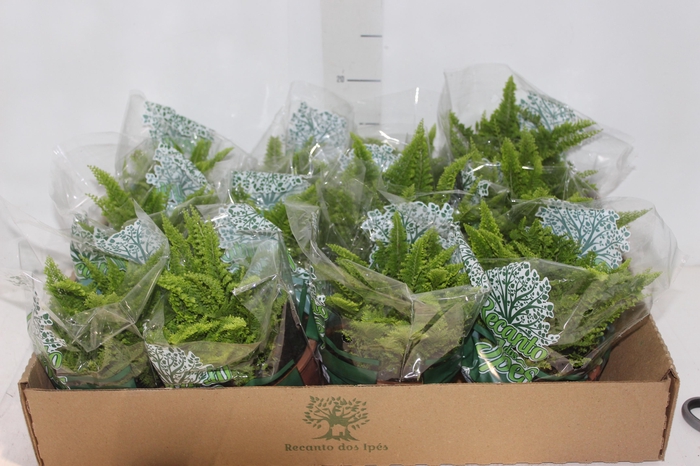 <h4>SAMAMBAIA HAVAIANA MINI C13</h4>