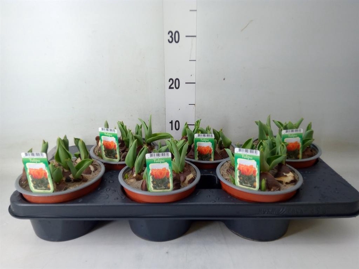 <h4>Tulipa DU ...</h4>