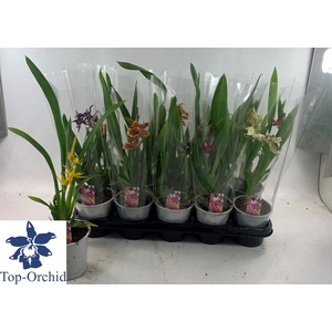 ORCHIDEEEN GEM
