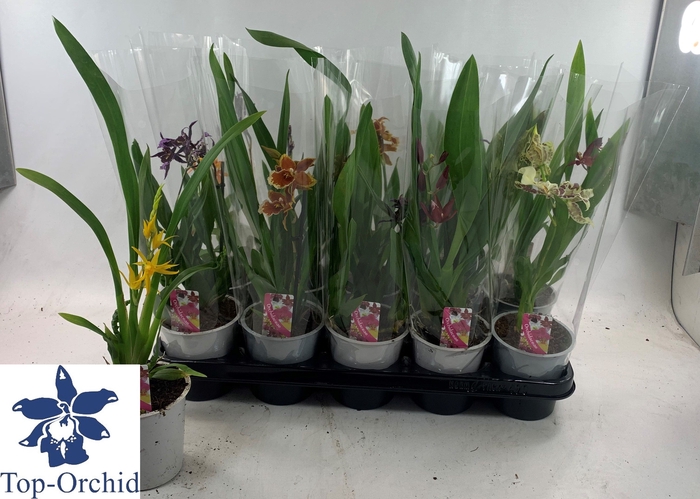 <h4>ORCHIDEEEN GEM</h4>