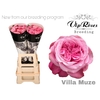 R GR VILLA MUZE x20