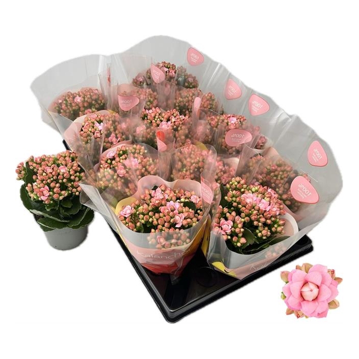 <h4>Kalanchoe More Flowers Lillian 10,5Ø 22cm</h4>