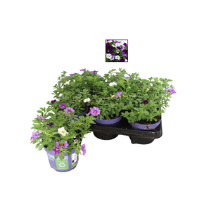 Happy Colours Calibrachoa Voltaire