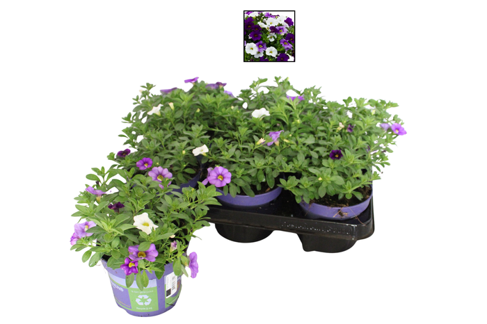 <h4>Happy Colours Calibrachoa Voltaire</h4>