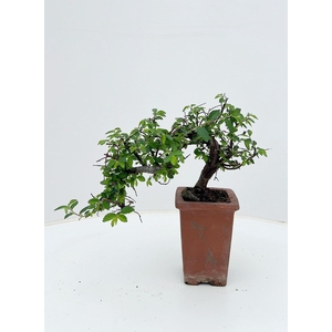 Zelkova parvifolia, 10cm., cascade