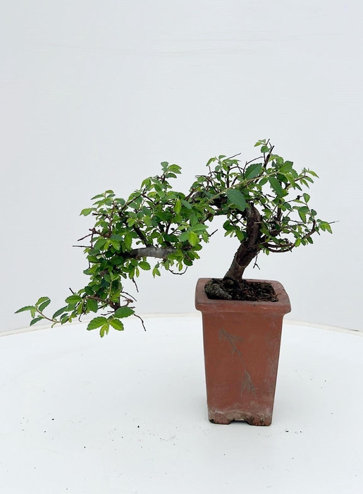 <h4>Zelkova parvifolia, 10cm., cascade</h4>