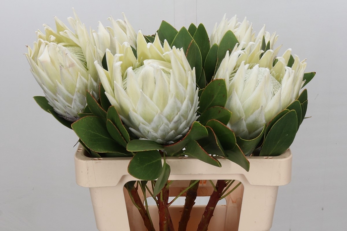 Protea Cyn. Ayoba Arctic Ice