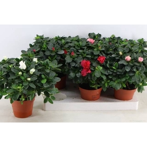 RHODO SI VOGEL GEM