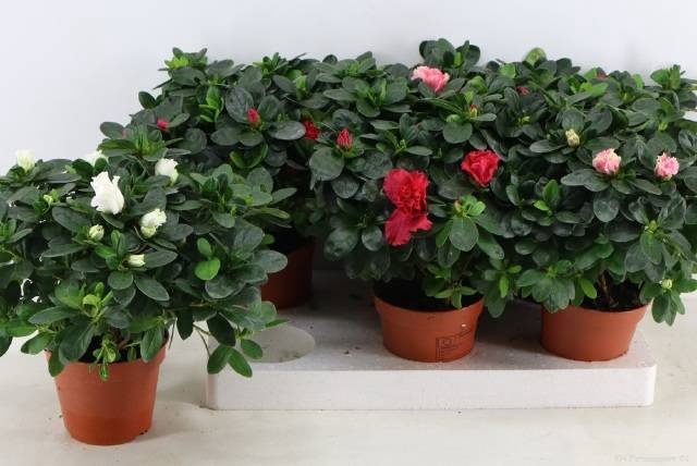 <h4>RHODO SI VOGEL GEM</h4>