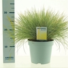 Festuca glauca AmiGold®