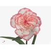 Di St Poirot White/red Edge