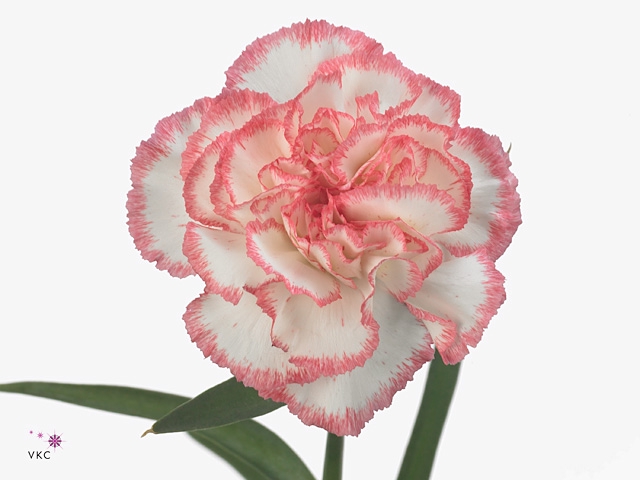 Di St Poirot White/red Edge