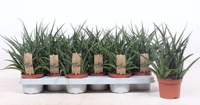 <h4>Sansevieria Fernwood Punk</h4>