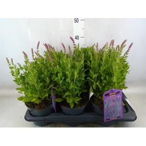 Salvia nemorosa 'Ostfriesland'
