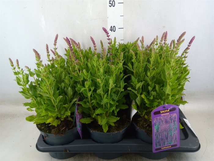 <h4>Salvia nemorosa 'Ostfriesland'</h4>