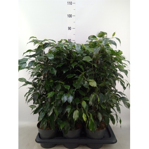 Ficus benja. 'Danielle'