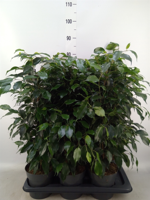 <h4>Ficus benja. 'Danielle'</h4>