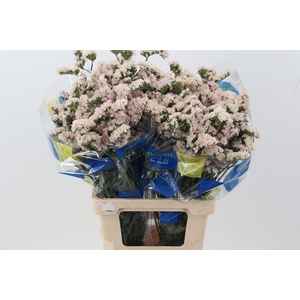 Lim S Apricot Sun Birds