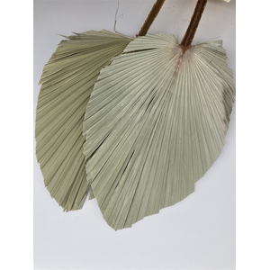 Dried Palm Spear Giga Natural