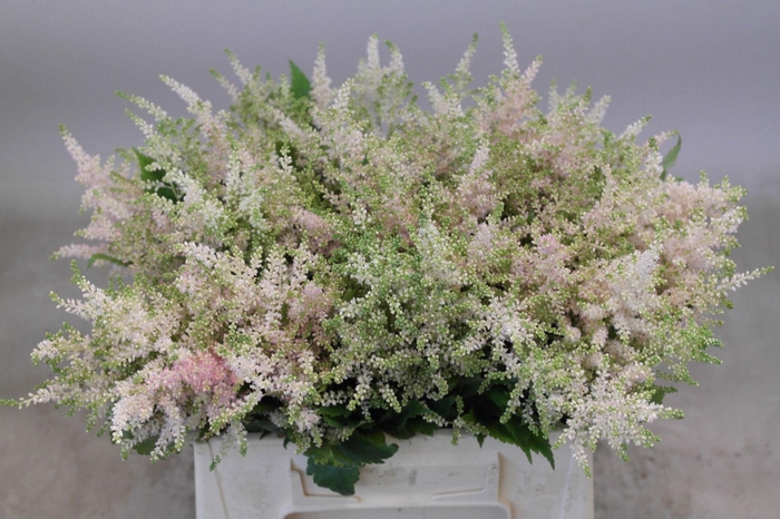 <h4>ASTIL JA EUROPA</h4>