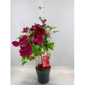 Clematis  'Boulevard'   ...mix