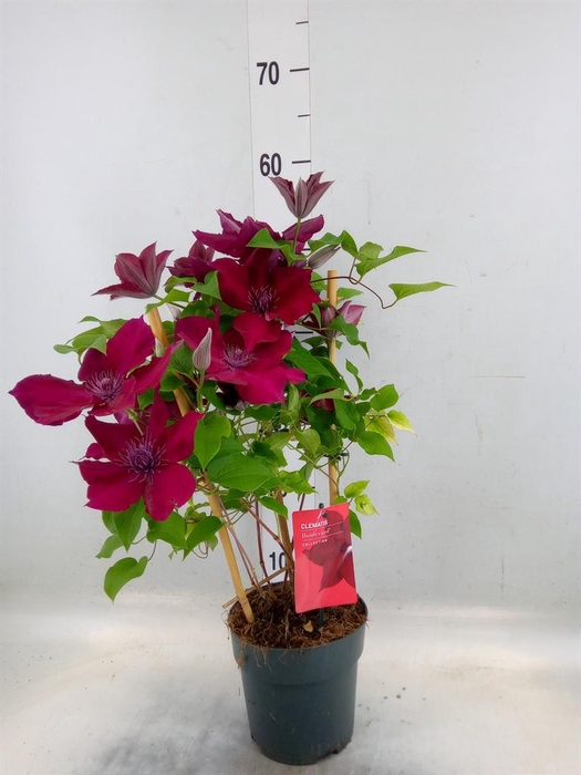 <h4>Clematis  'Boulevard'   ...mix</h4>