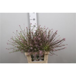 Allium Schubertii