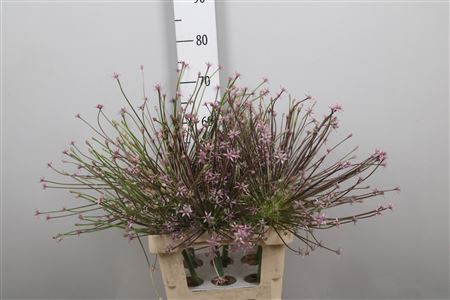 <h4>Allium Schubertii</h4>