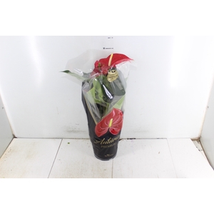 ANTHURIUM MICHIGAN P17 PREMIUM