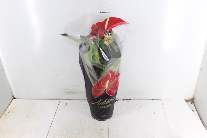 ANTHURIUM MICHIGAN P17 PREMIUM