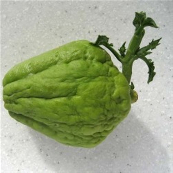 <h4>Sier Cayote</h4>