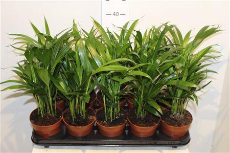 <h4>Dypsis Lutescens 15pp</h4>