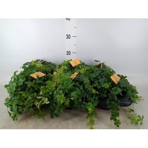 Parthenocissus  'Sugar Vine'