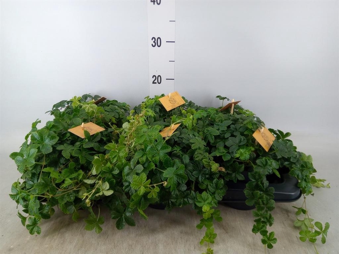 <h4>Parthenocissus  'Sugar Vine'</h4>