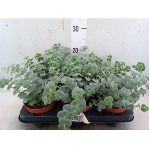Sedum sieboldii